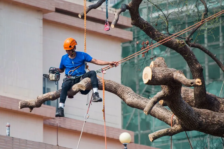 Taille d'arbre professionnelle par l'équipe Arborea services à Arles